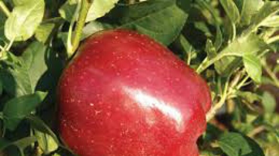 Μήλο γίγας στην Πτολεμαΐδα